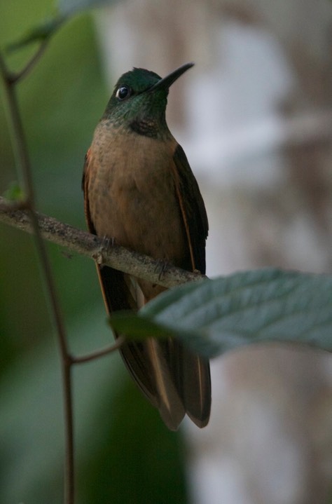 Brilliant, Fawn-breasted 5