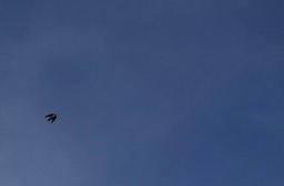 Brown-bellied Swallow h1