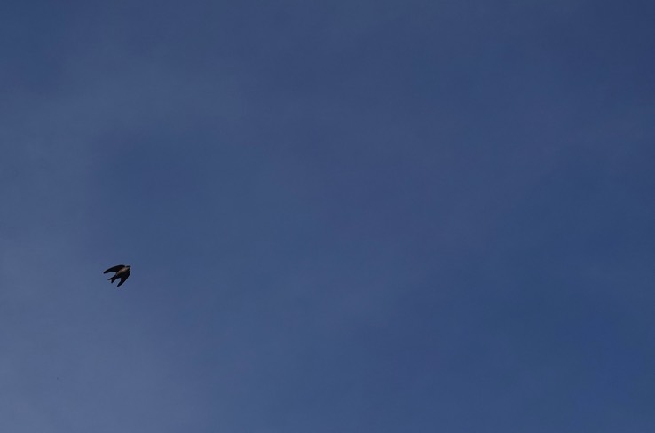 Brown-bellied Swallow h1