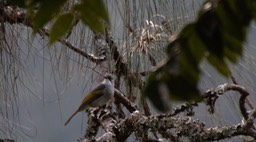 Bulbul, Ashy 1