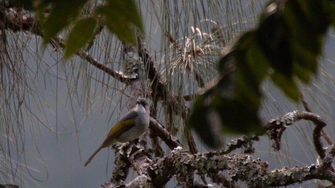 Bulbul, Ashy 1