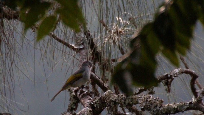 Bulbul, Ashy