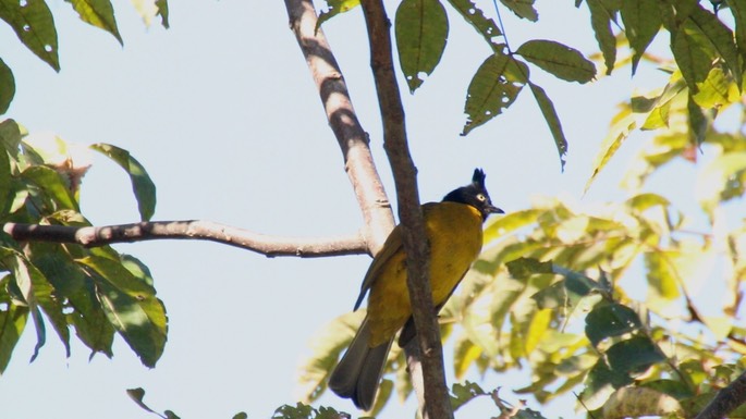 Bulbul, Black-crested 1