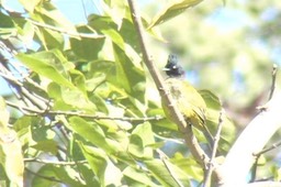 Bulbul, Black-crested 2_1