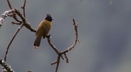 Bulbul, Black-crested 3