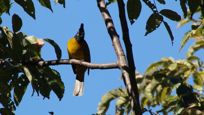 Bulbul, Black-crested
