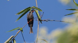 Bulbul, Black