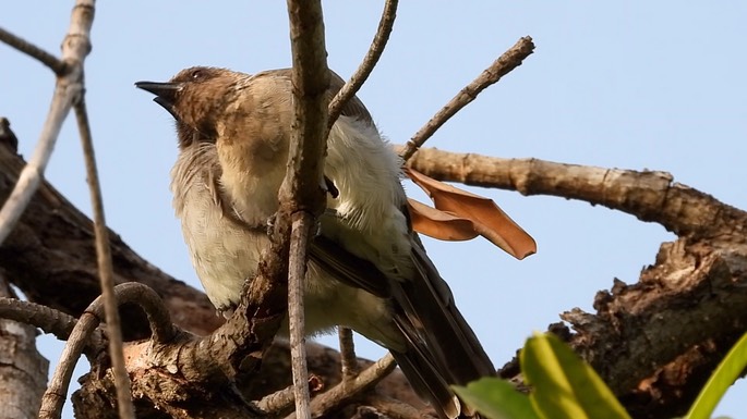 Bulbul, Common 2