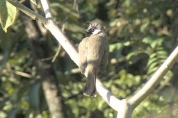 Bulbul, Himalayan 3
