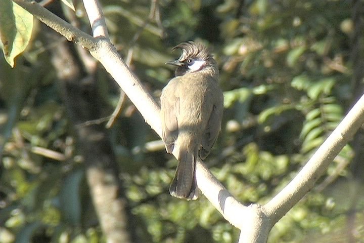 Bulbul, Himalayan 3