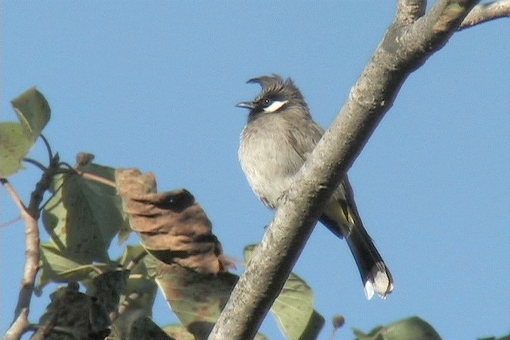 Bulbul, Himalayan 6