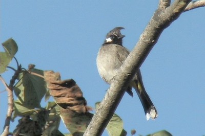 Bulbul, Himalayan 7