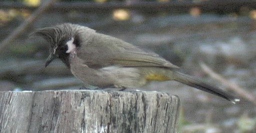 Bulbul, Himalayan 8