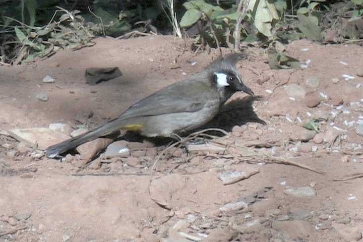Bulbul, Himilayan 10