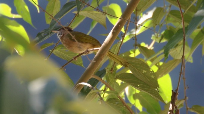 Bulbul, Mountain 1