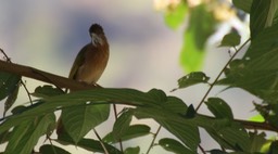 Bulbul, Mountain 2