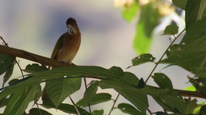 Bulbul, Mountain 2