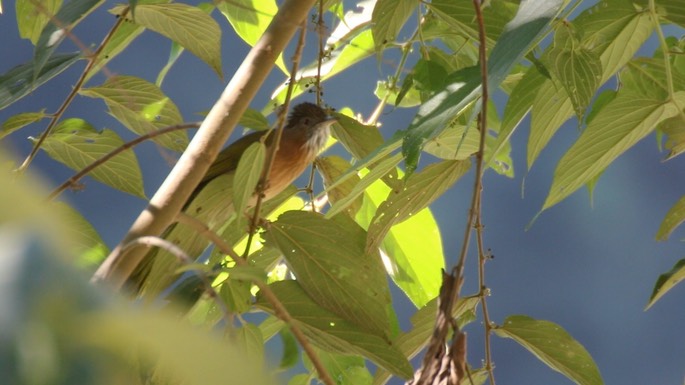 Bulbul, Mountain 3