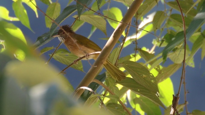 Bulbul, Mountain