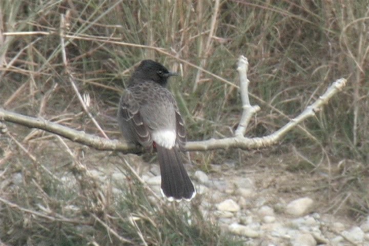 Bulbul, Red-vented 11