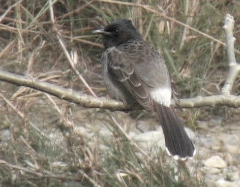 Bulbul, Red-vented 12