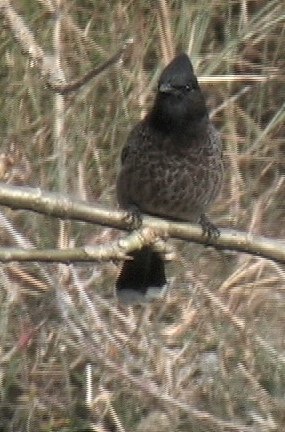 Bulbul, Red-vented 13
