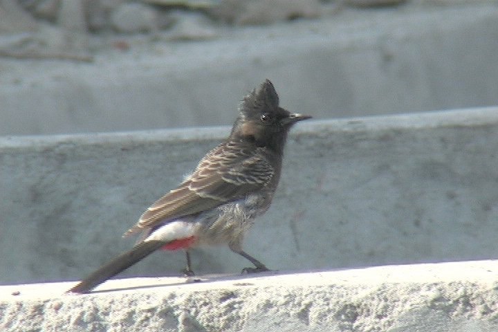 Bulbul, Red-vented 16