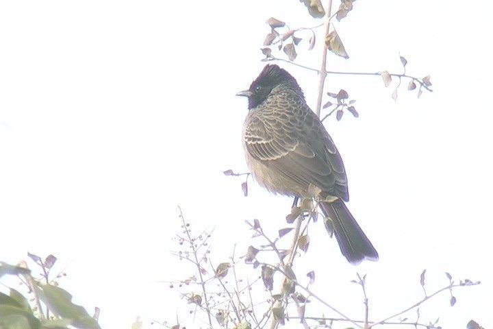Bulbul, Red-vented 17