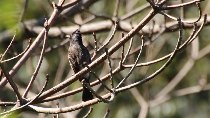 Bulbul, Red-vented 1