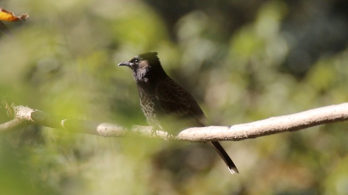Bulbul, Red-vented 2
