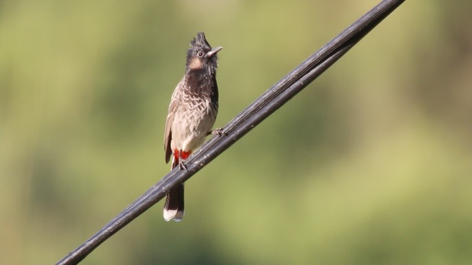 Bulbul, Red-vented 3