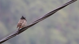 Bulbul, Red-vented