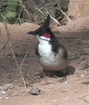 Bulbul, Red-whiskered 11