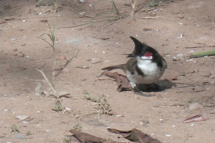 Bulbul, Red-whiskered 15