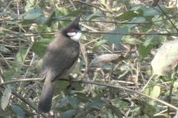 Bulbul, Red-whiskered 4