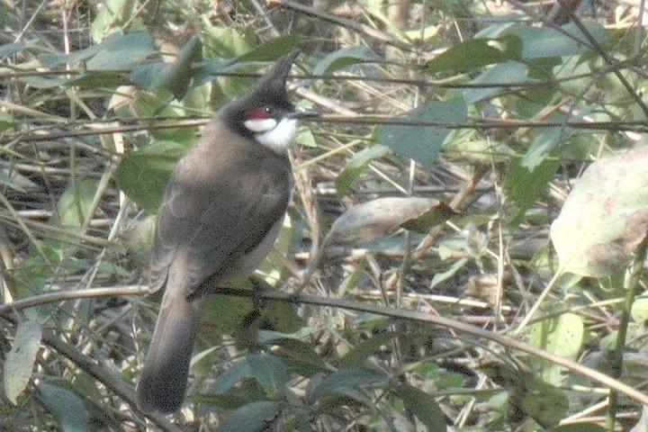 Bulbul, Red-whiskered 4