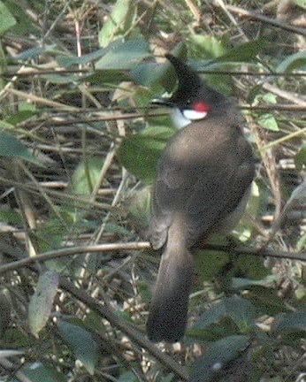 Bulbul, Red-whiskered 5