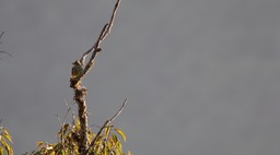Bulbul, Striated
