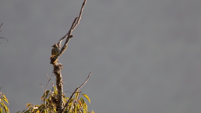 Bulbul, Striated
