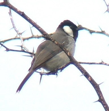 Bulbul, White-eared 1
