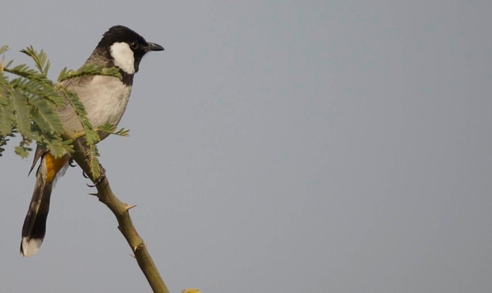 Bulbul, White-eared 2