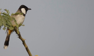 Bulbul, White-eared 2