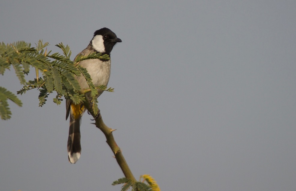 Bulbul