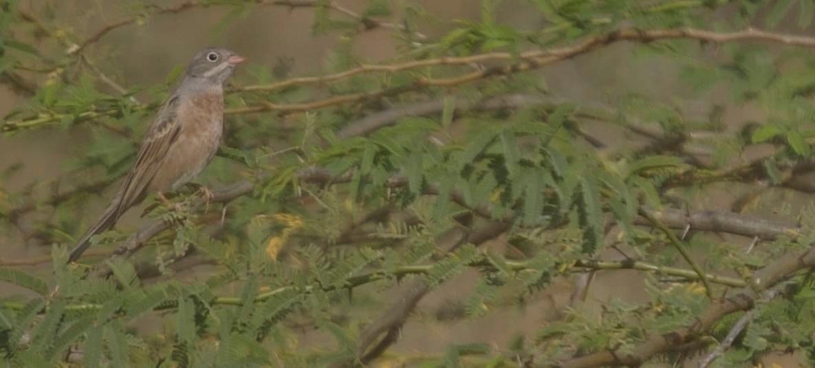 Bunting, Grey-necked 1