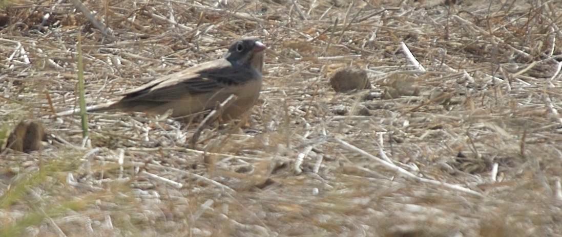 Bunting, Grey-necked 2