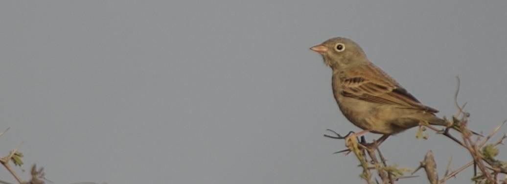 Bunting, Grey-necked 3