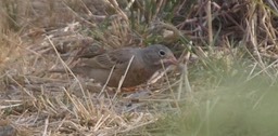 Bunting, Grey-necked 4