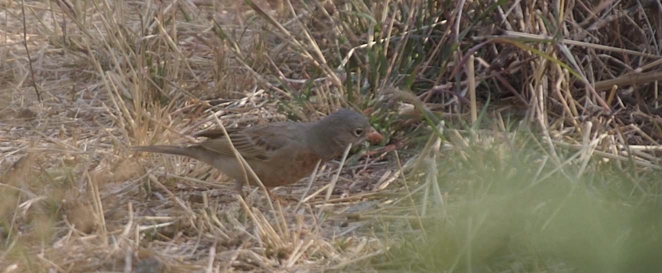 Bunting, Grey-necked 5