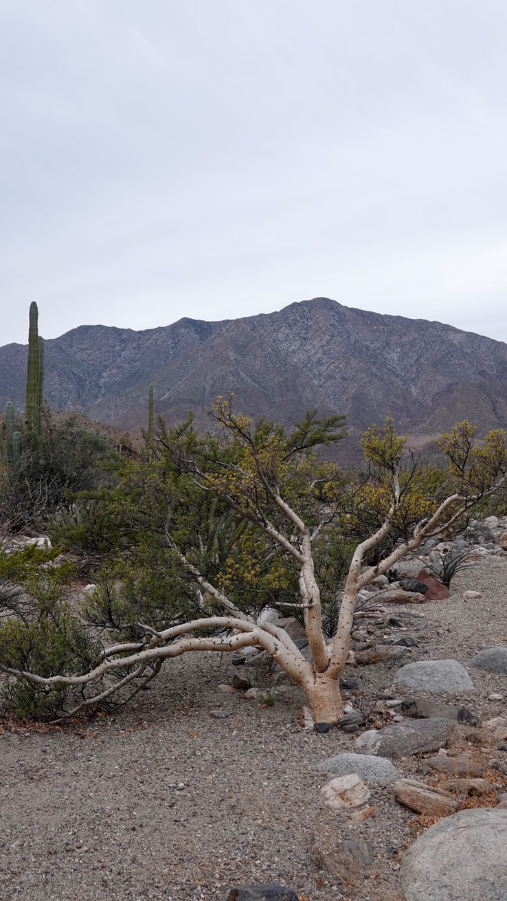 Bursera microphylla, Small-Leaf Elephant Tree, Bahia de los Angeles, Baja California