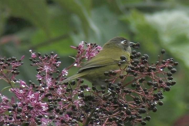Bush-Tanager, Common